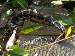 Homalopsis mereljcoxi