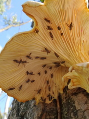 Pseudotephritina cribellum