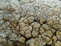 Protoparmeliopsis pinguis