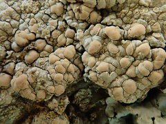 Protoparmeliopsis pinguis
