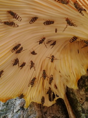 Pseudotephritina cribellum
