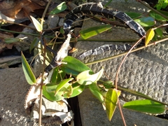 Homalopsis mereljcoxi