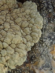 Protoparmeliopsis pinguis