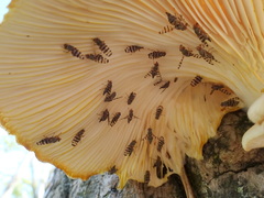 Pseudotephritina cribellum