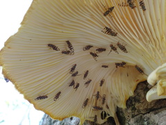 Pseudotephritina cribellum