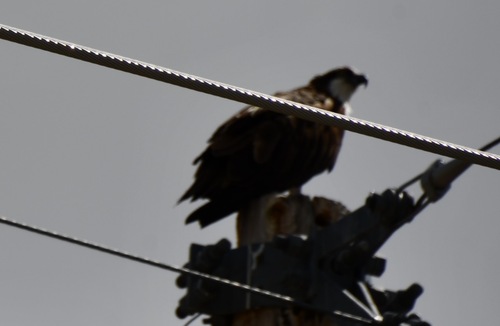 Osprey