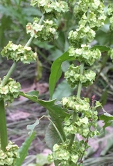 Rumex stenophyllus