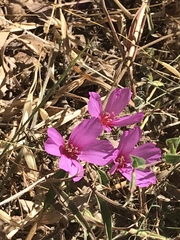 Clarkia rubicunda