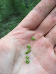 Rumex stenophyllus