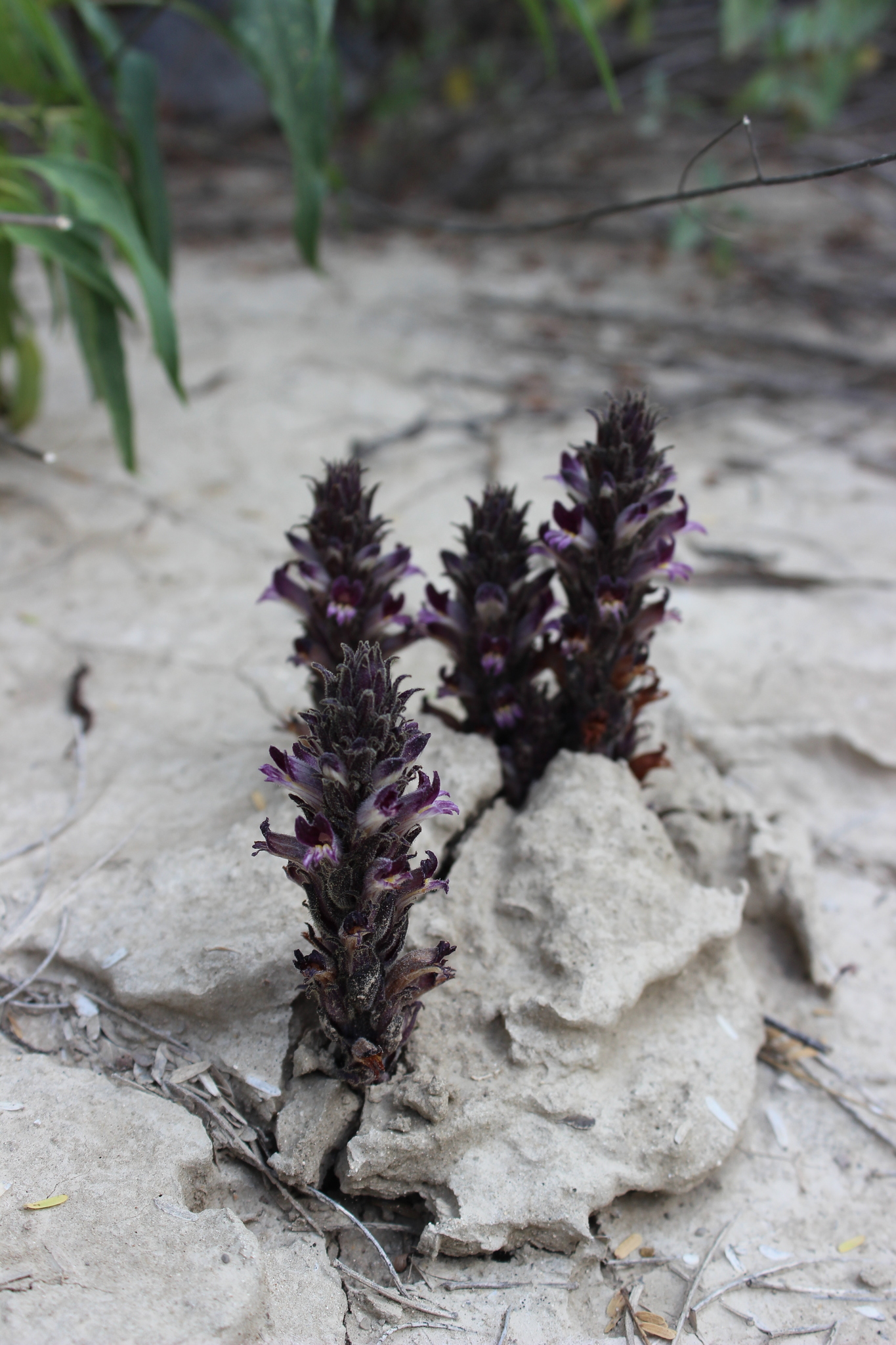 Orobanche dugesii