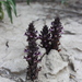 Orobanche dugesii - Photo (c) Luis Alberto, some rights reserved (CC BY-NC), uploaded by Luis Alberto