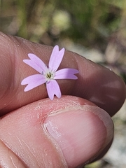 Eudianthe laeta, photograph (c) Alessia Guggisberg, some rights reserved (CC BY-SA)