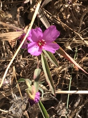 Clarkia rubicunda