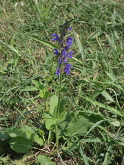 Salvia pratensis