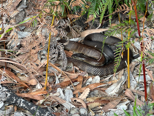 Tiger Snake sighting