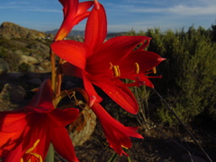 Zephyranthes phycelloides