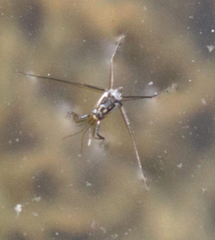 Trepobates subnitidus