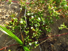 Eriogoneae