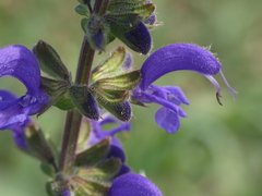 Salvia pratensis