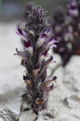 Orobanche dugesii