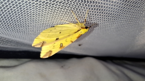 Opisthograptis luteolata