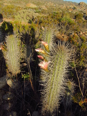 Trichocereus deserticola