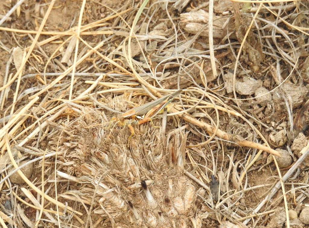 Yellowish Spur-throat Grasshopper