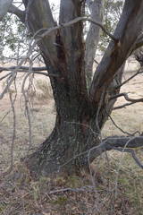 Eucalyptus stellulata