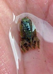 Isocladus armatus
