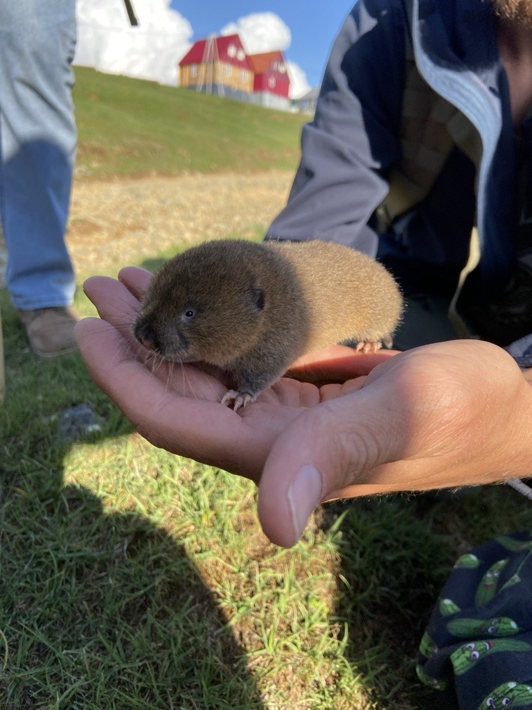 Long-Clawed Mole Vole