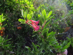 Fuchsia lycioides