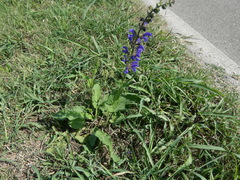 Salvia pratensis