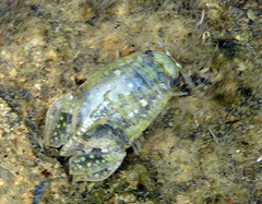Isocladus armatus