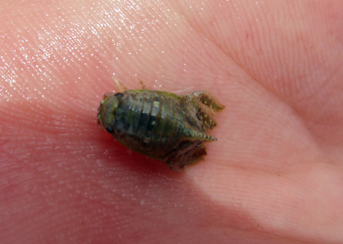 Isocladus armatus