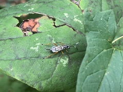 Lymeon orbus