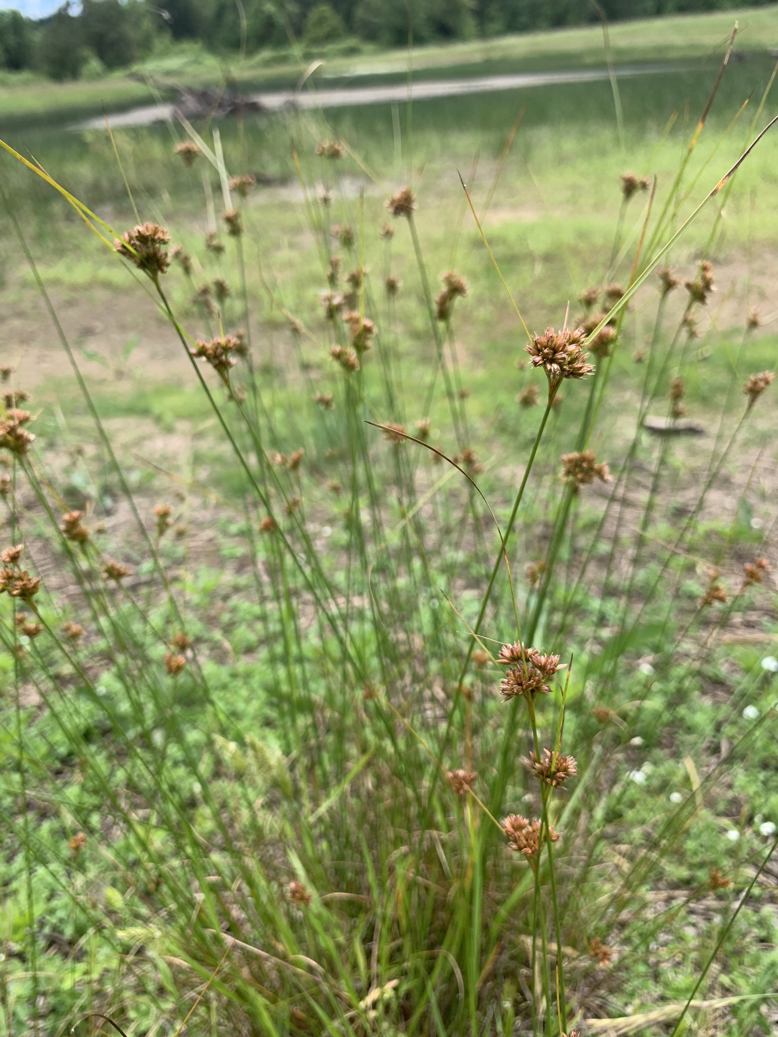 Juncus occidentalis