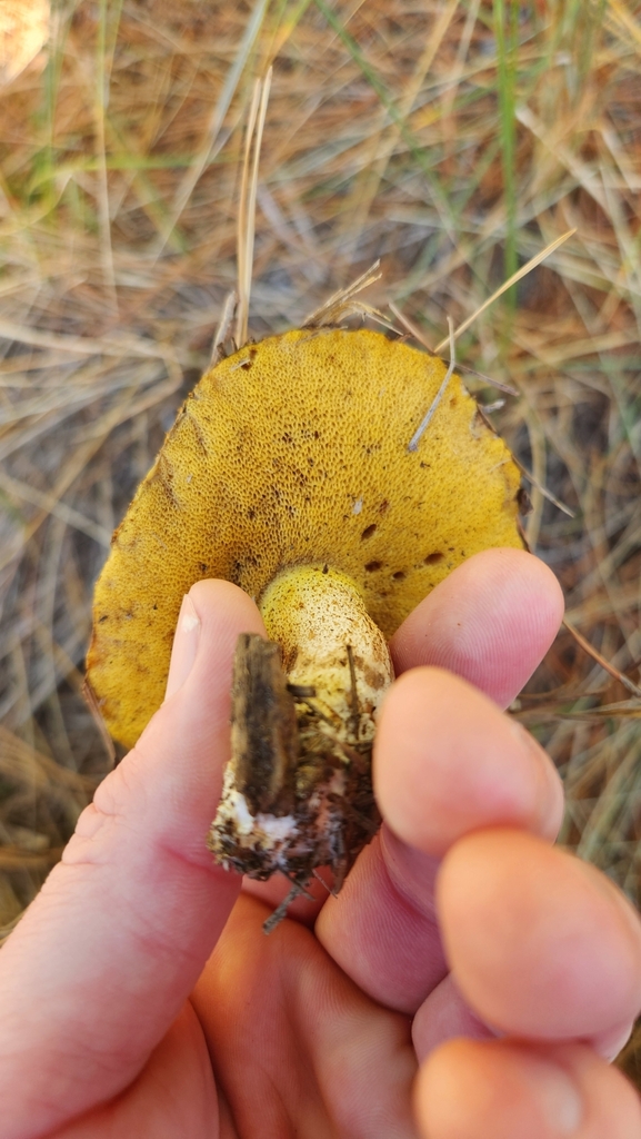 Suillus granulatus · May 2025 · photo: © squidney8 (iNaturalist, cc0)