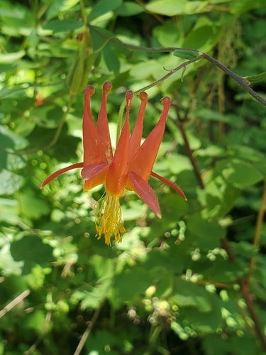 iNaturalist observation photo of western columbine