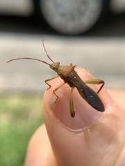 Hyalymenus longispinus