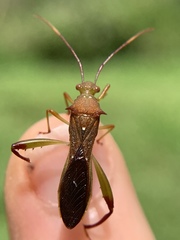 Hyalymenus longispinus
