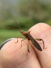 Hyalymenus longispinus