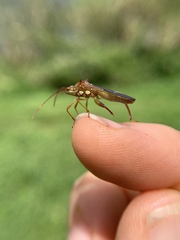 Hyalymenus longispinus