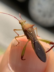 Hyalymenus longispinus