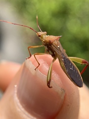 Hyalymenus longispinus