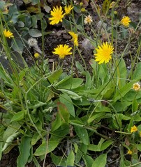 Hieracium aquiliforme