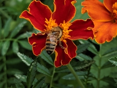 Apis mellifera