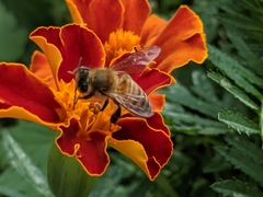 Apis mellifera