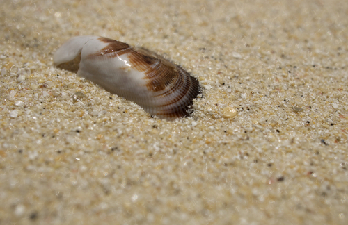 Brachidontes crebristriatus observed 2025-05-26