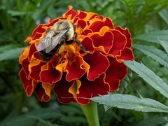 Bombus impatiens