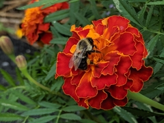 Bombus impatiens